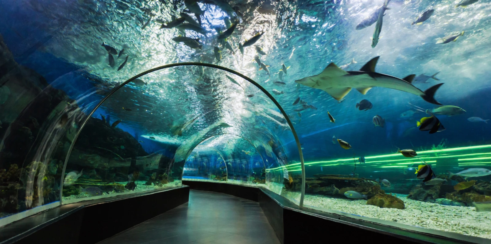 L'Aquàrium de Barcelona, ¿vale la pena la entrada?