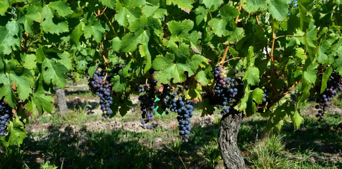 Catalonia Wine Route, Penedès to the Ebro by Car