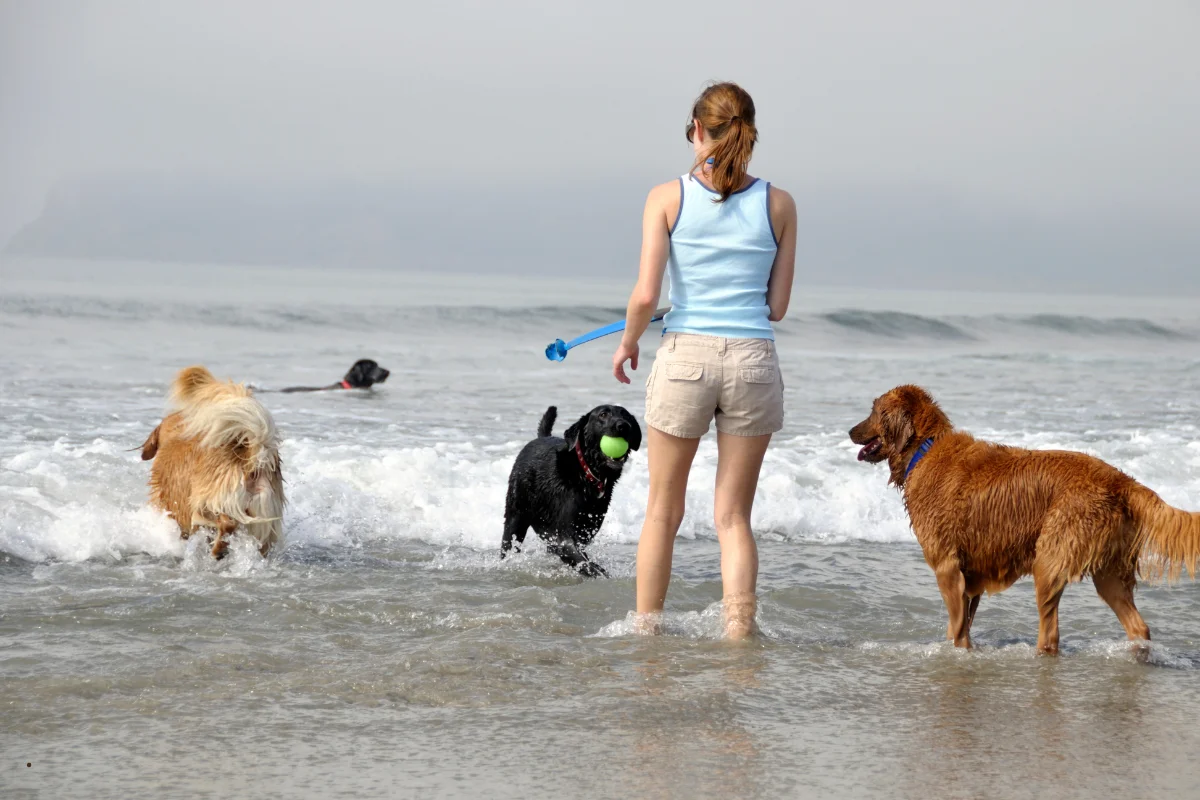 Playas para perros en Barcelona, normativa y acceso