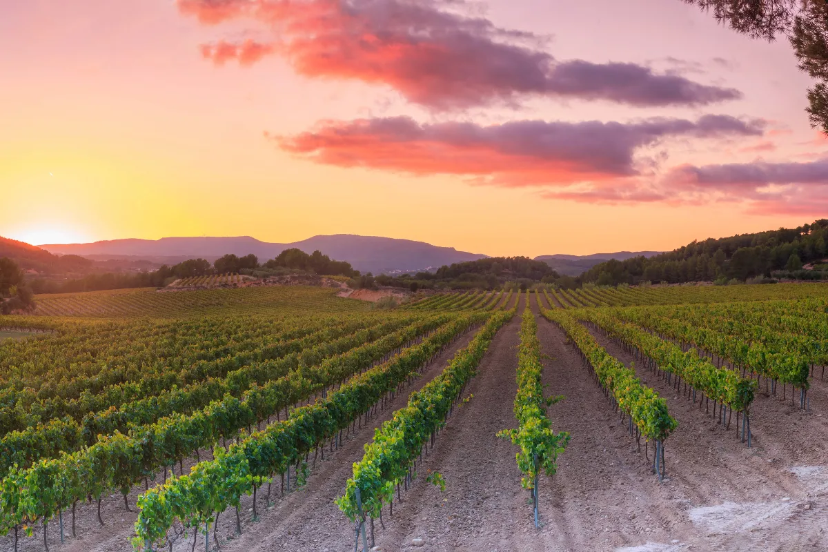 Penedès en un día, ruta entre bodegas y cava desde Barcelona